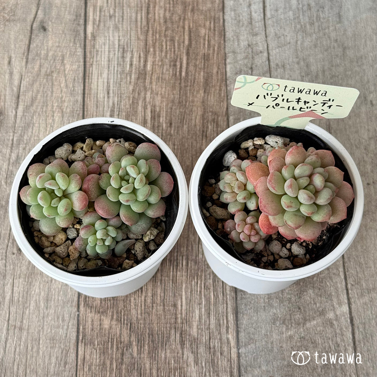 バブルキャンディー×パールビーン《多頭》【tawawaハウス苗】