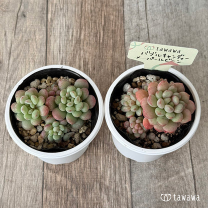 バブルキャンディー×パールビーン《多頭》【tawawaハウス苗】