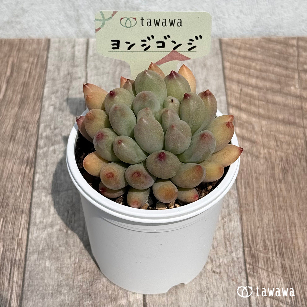 47. ＊新発売＊　ヨンジゴンジ【tawawaハウス苗】