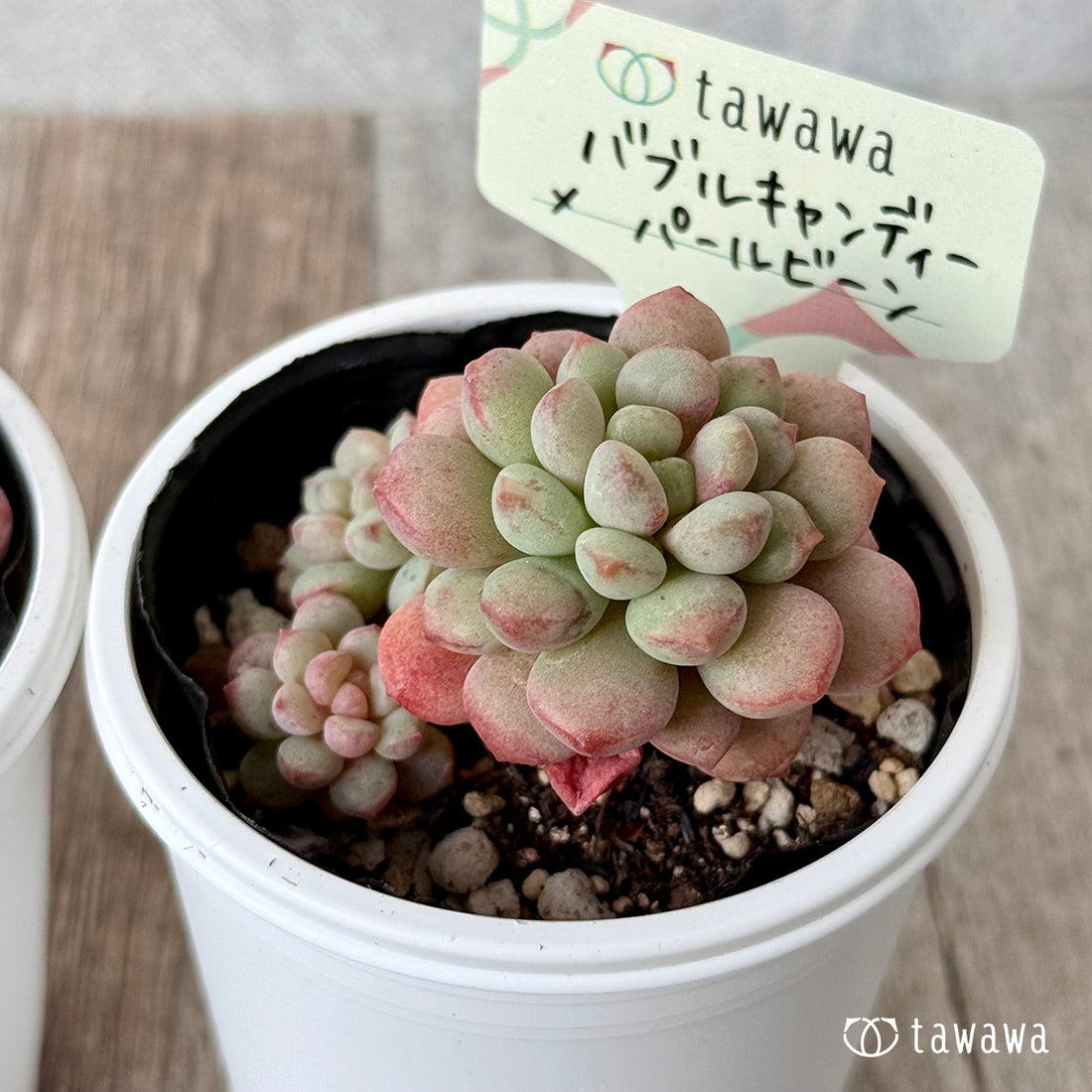 ＊新発売＊　バブルキャンディー×パールビーン《多頭》【tawawaハウス苗】