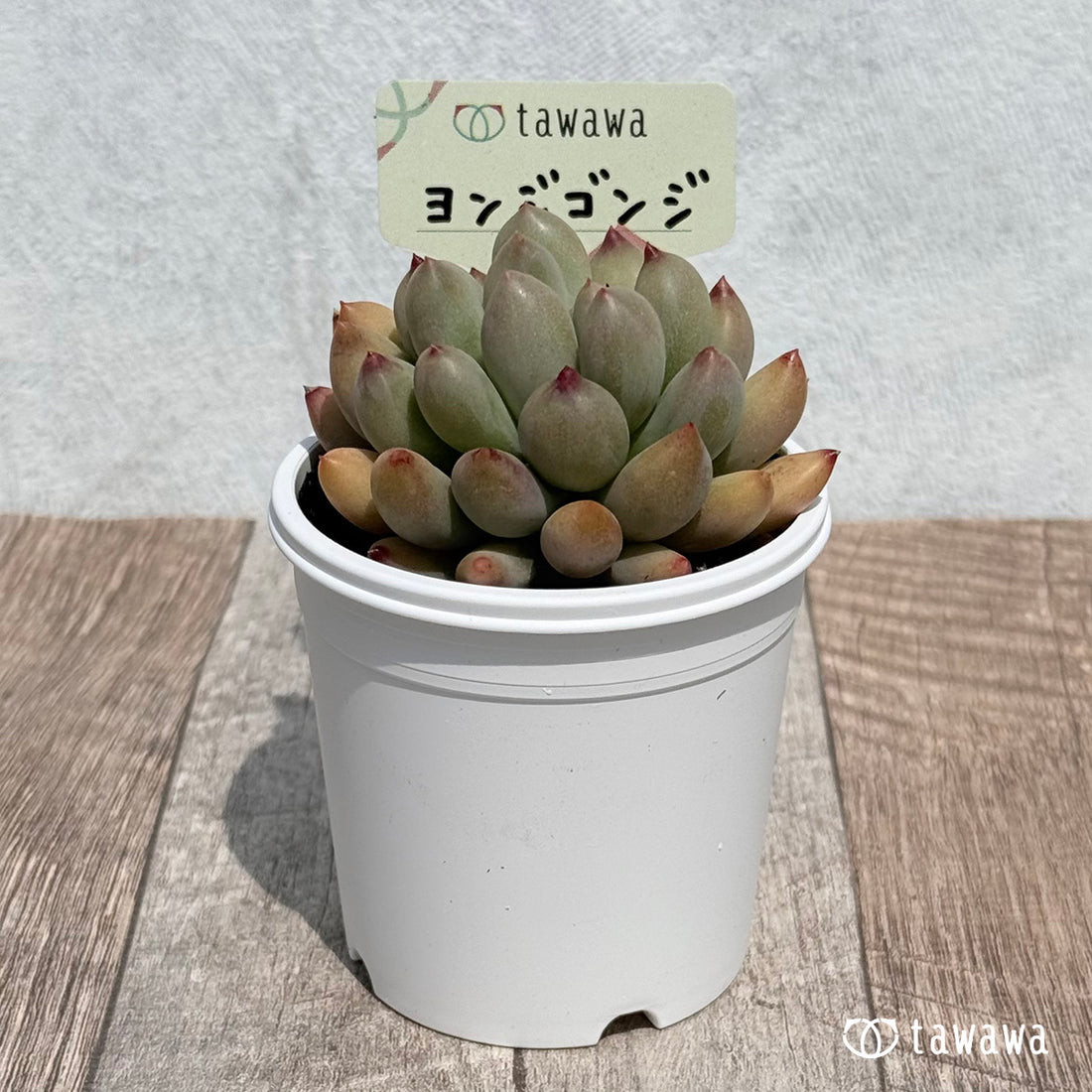 47. ＊新発売＊　ヨンジゴンジ【tawawaハウス苗】