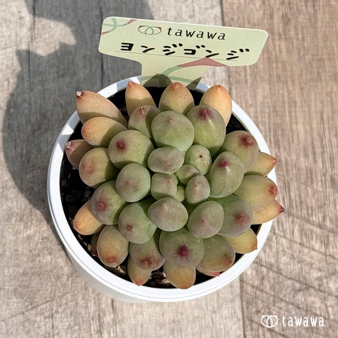 47. ＊新発売＊　ヨンジゴンジ【tawawaハウス苗】