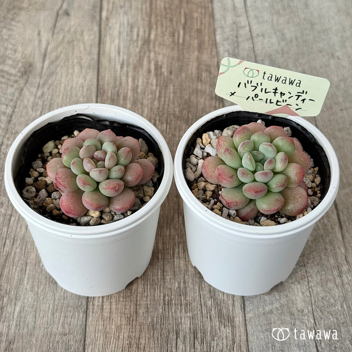 バブルキャンディー×パールビーン《単頭》【tawawaハウス苗】