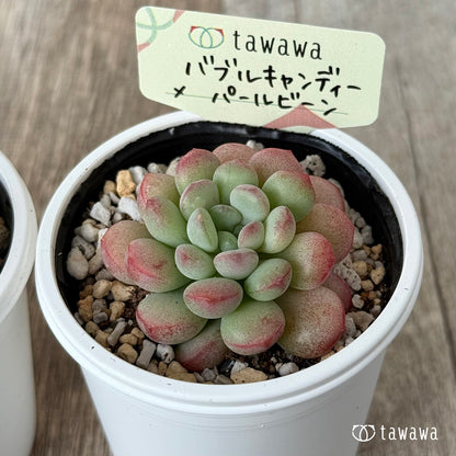 バブルキャンディー×パールビーン《単頭》【tawawaハウス苗】