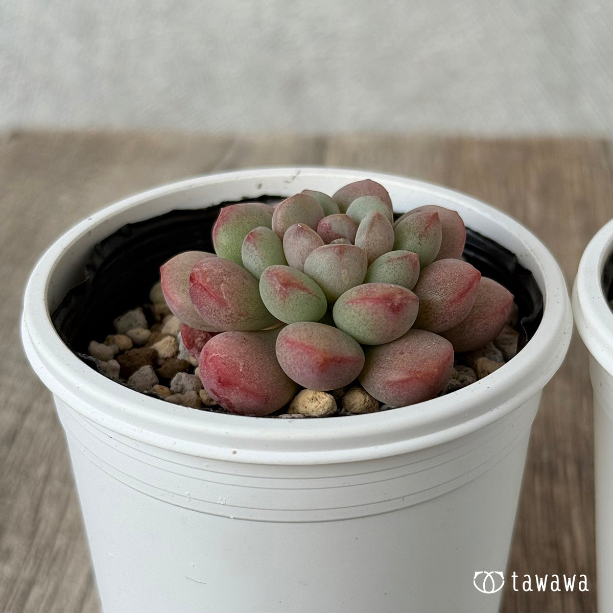 バブルキャンディー×パールビーン《単頭》【tawawaハウス苗】