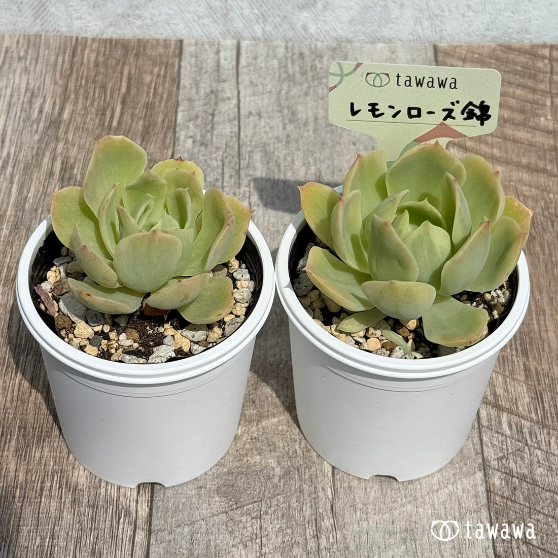49. ＊新発売＊　レモンローズ錦　【tawawaハウス苗】