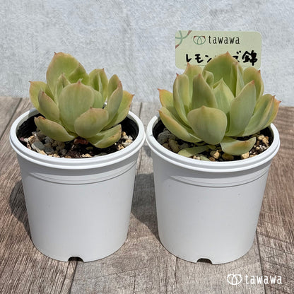 49. ＊新発売＊　レモンローズ錦　【tawawaハウス苗】