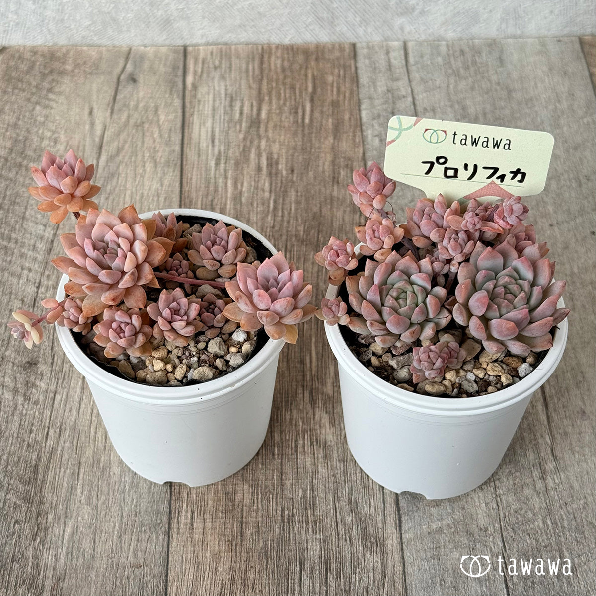 New arrival* Prolifica Nishiki