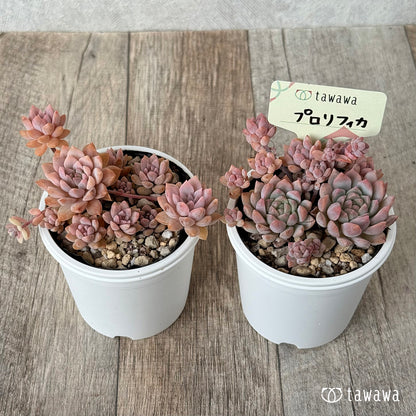 New arrival* Prolifica Nishiki