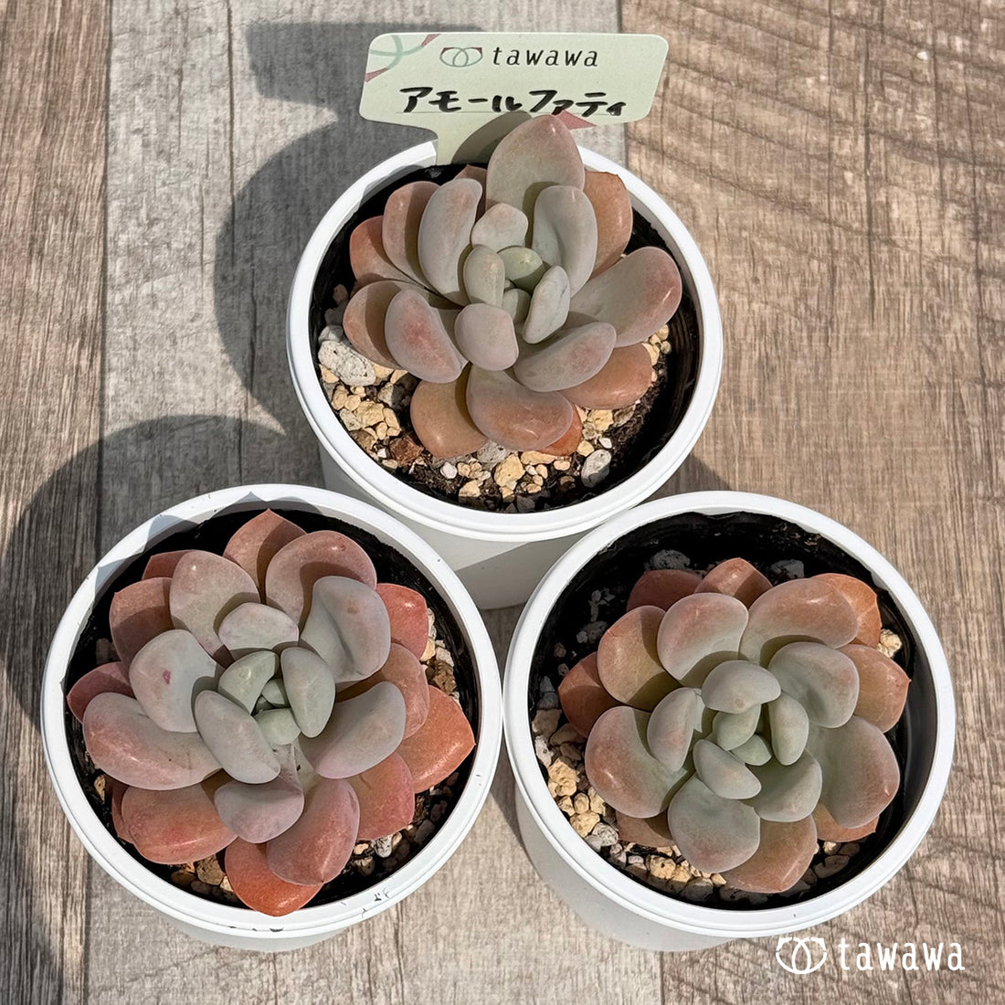 50. ＊新発売＊　アモールファティ　【tawawaハウス苗】