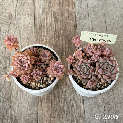 New arrival* Prolifica Nishiki