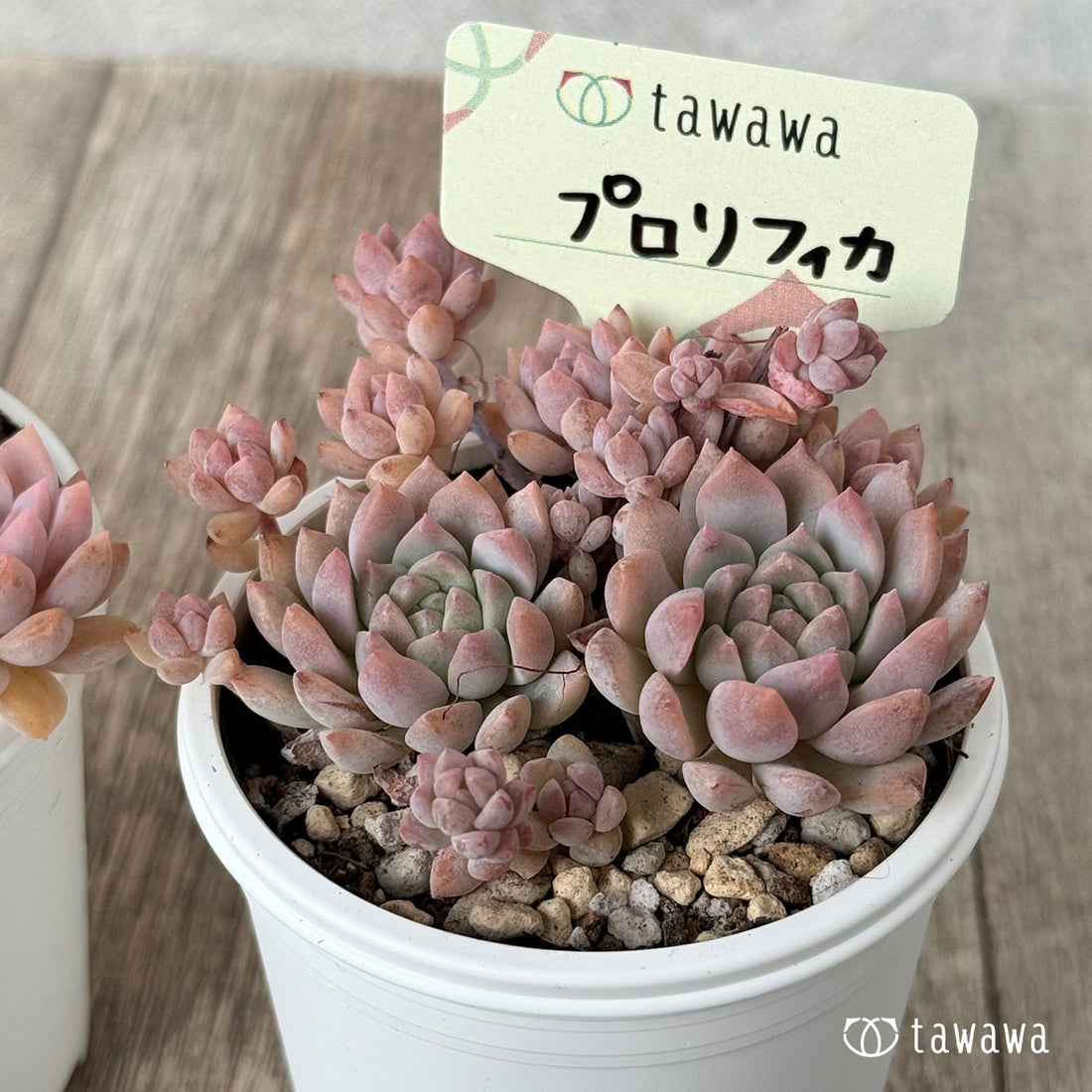 New arrival* Prolifica Nishiki