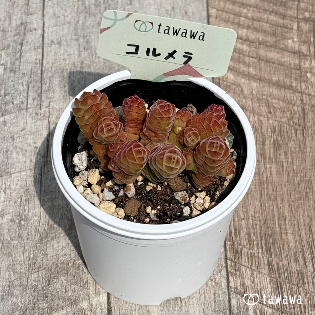 51. ＊新発売＊　コルメラ　【tawawaハウス苗】