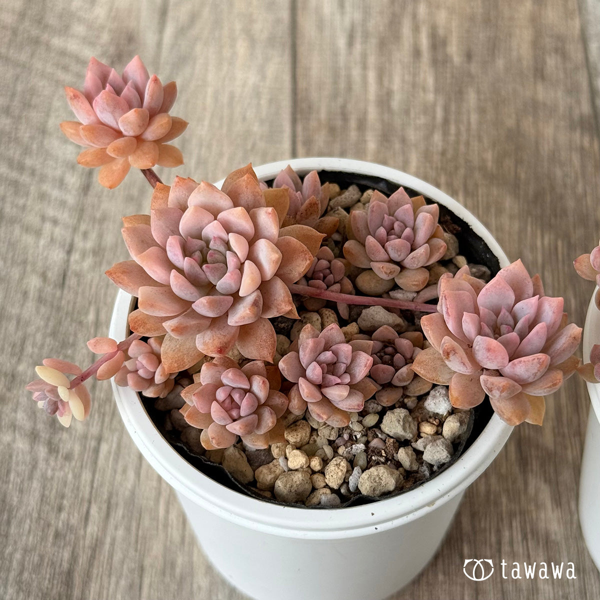 New arrival* Prolifica Nishiki