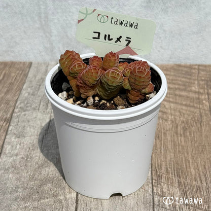 51. ＊新発売＊　コルメラ　【tawawaハウス苗】