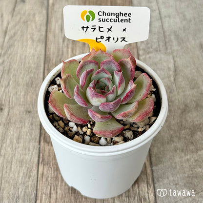 ＊新発売＊　サラヒメ×ピオリス（チャンヒー農園苗）【tawawaハウス苗】