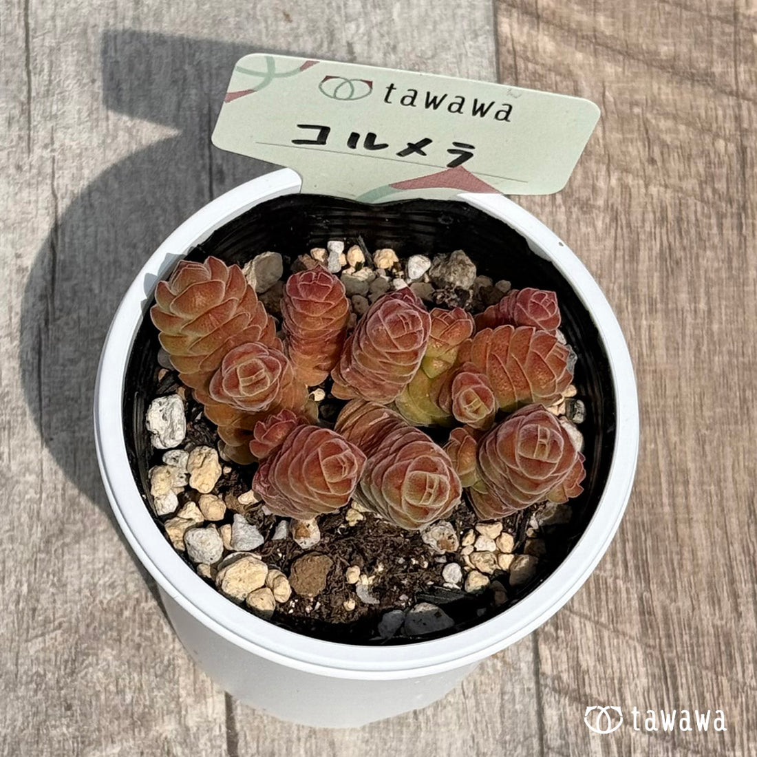 51. ＊新発売＊　コルメラ　【tawawaハウス苗】