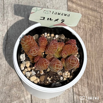 51. ＊新発売＊　コルメラ　【tawawaハウス苗】