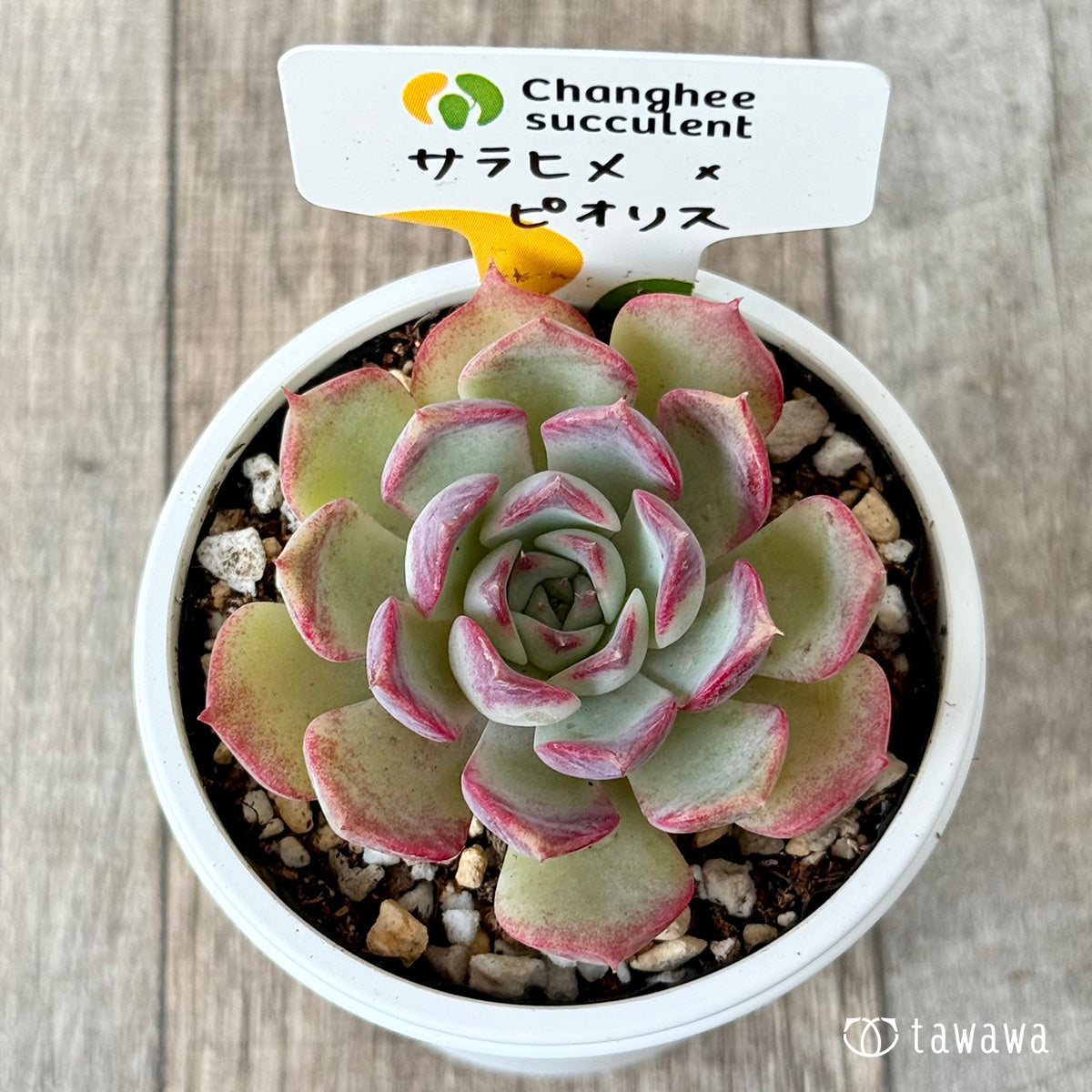 ＊新発売＊　サラヒメ×ピオリス（チャンヒー農園苗）【tawawaハウス苗】