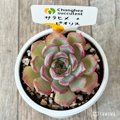 ＊新発売＊　サラヒメ×ピオリス（チャンヒー農園苗）【tawawaハウス苗】