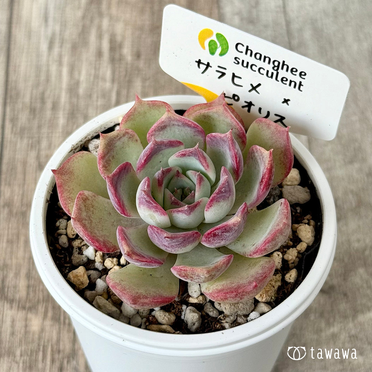 ＊新発売＊　サラヒメ×ピオリス（チャンヒー農園苗）【tawawaハウス苗】