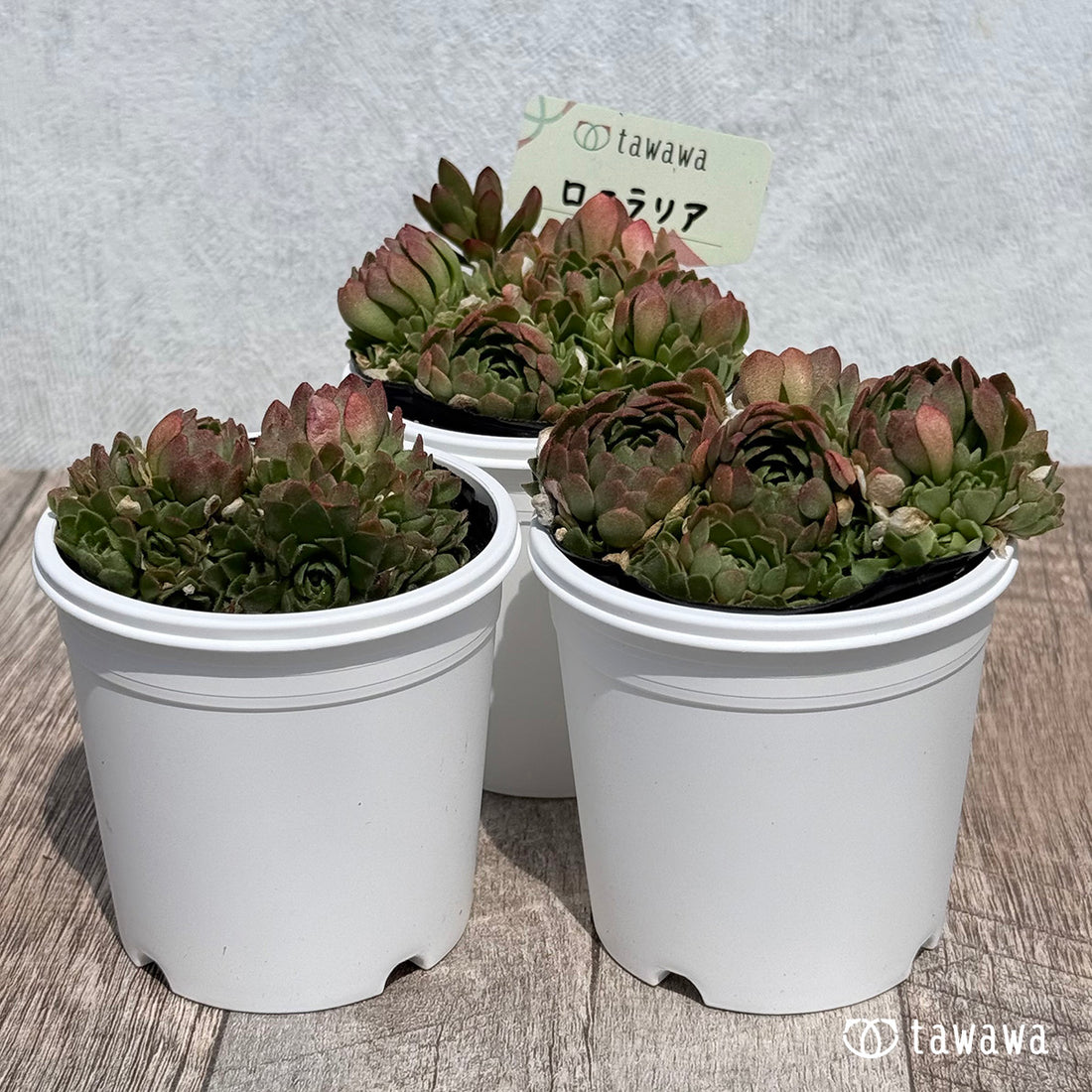 53. ＊新発売＊　ロスラリア　【tawawaハウス苗】