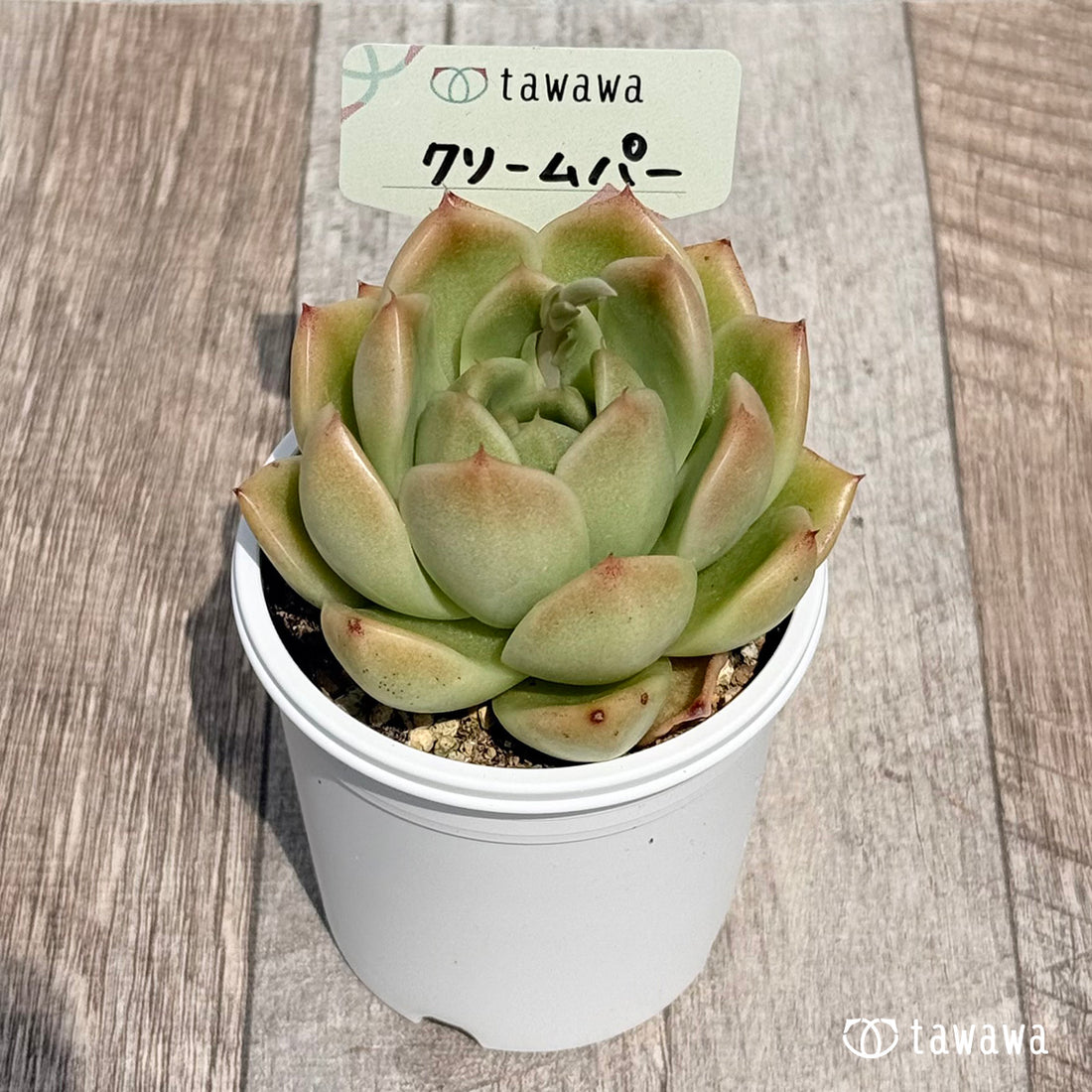 54. ＊新発売＊　クリームパー　【tawawaハウス苗】