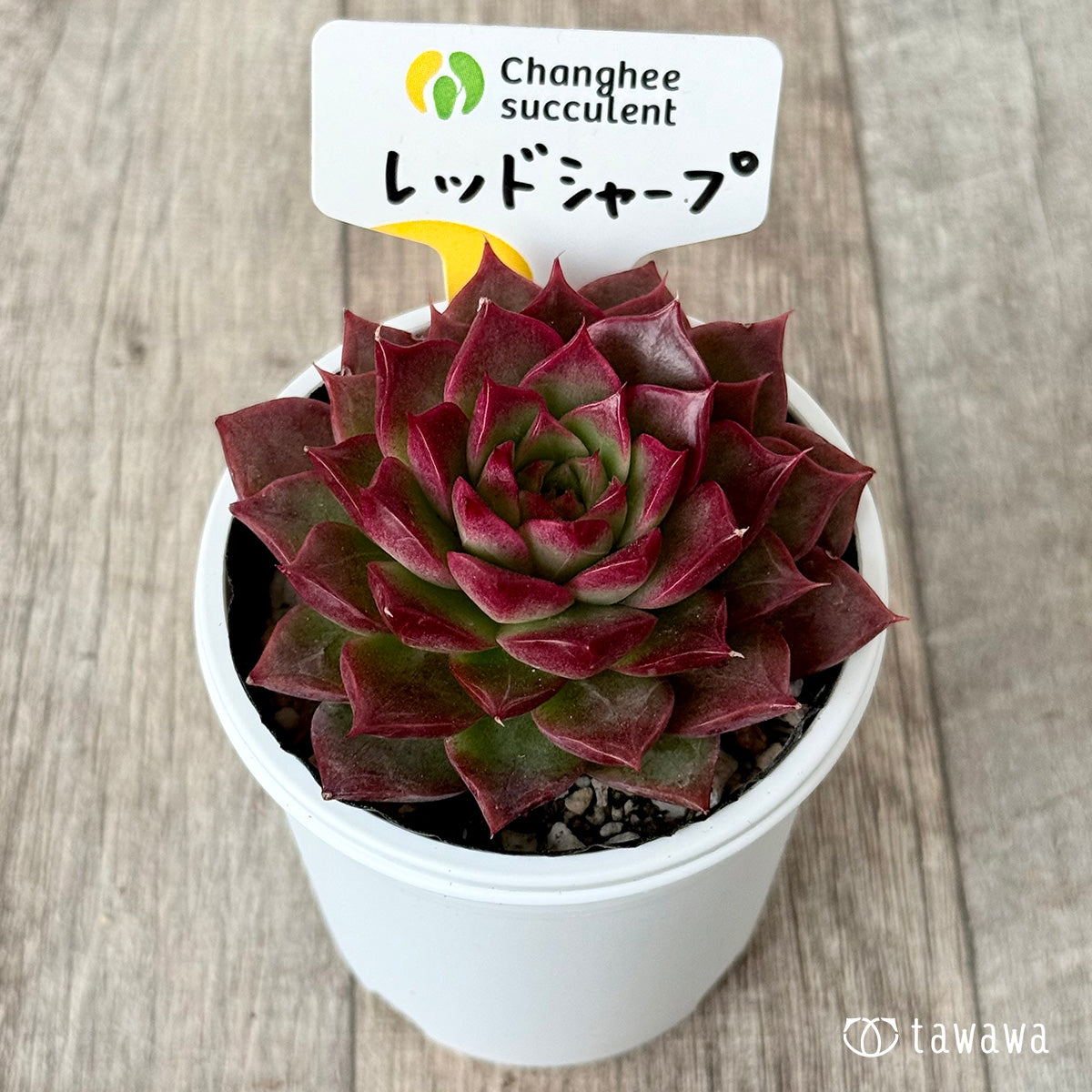 ＊新発売＊　レッドシャープ（チャンヒー農園）【tawawaハウス苗】