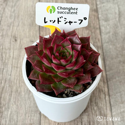 ＊新発売＊　レッドシャープ（チャンヒー農園）【tawawaハウス苗】