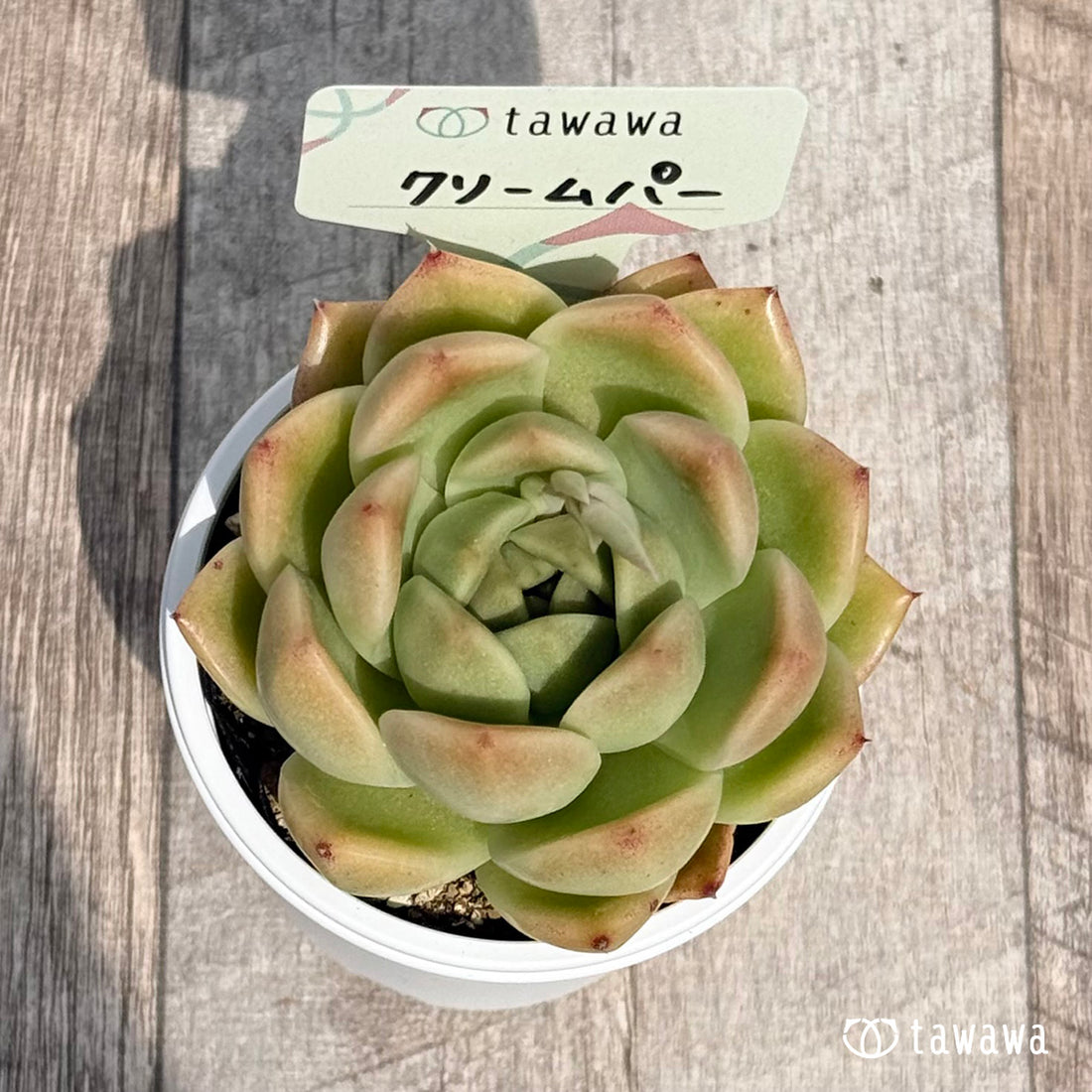 54. ＊新発売＊　クリームパー　【tawawaハウス苗】