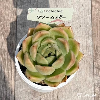 54. ＊新発売＊　クリームパー　【tawawaハウス苗】