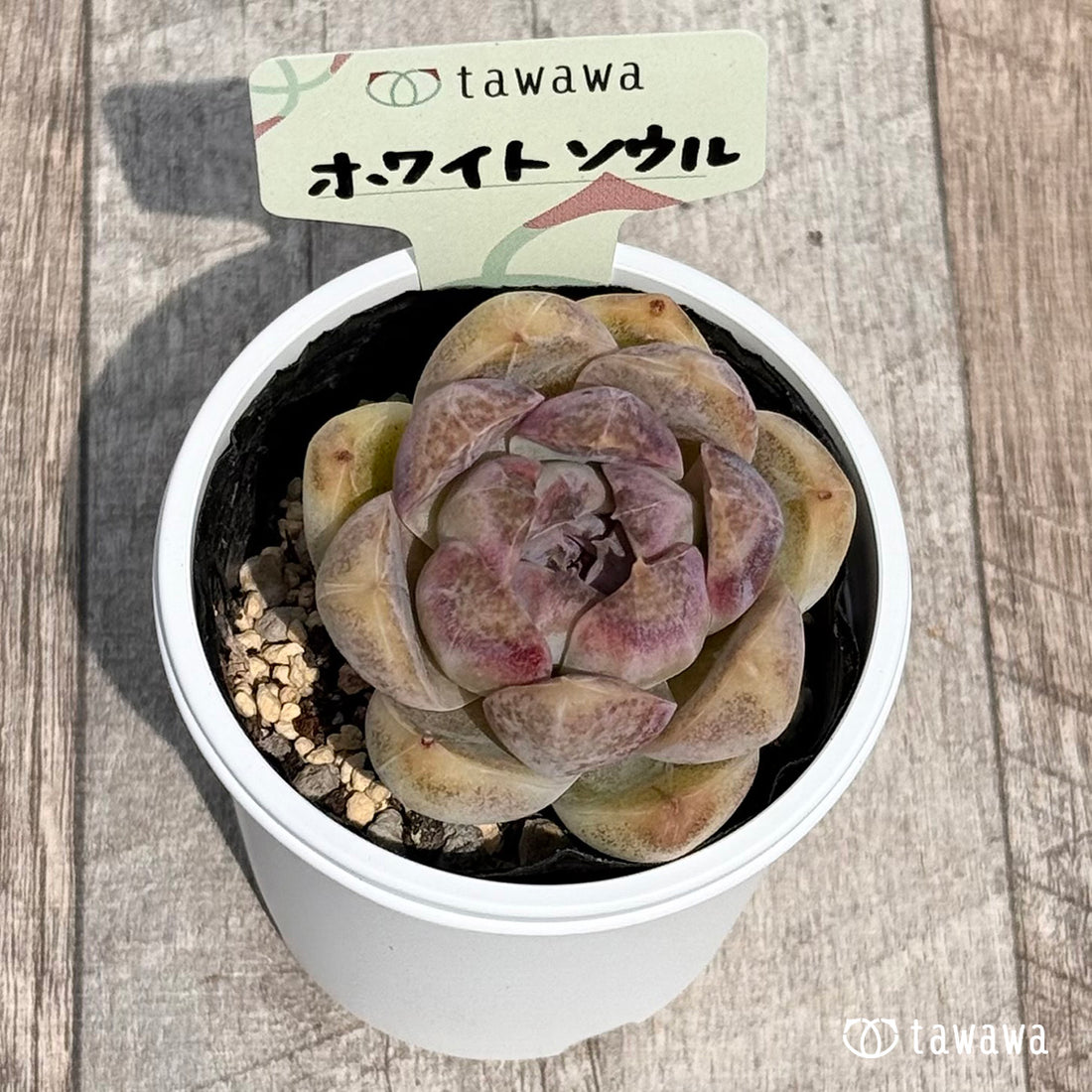 55. ＊新発売＊　ホワイトソウル　【tawawaハウス苗】