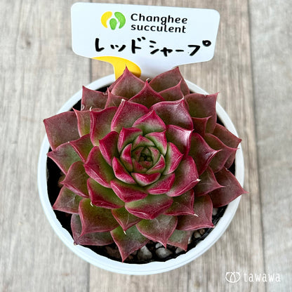 ＊新発売＊　レッドシャープ（チャンヒー農園）【tawawaハウス苗】