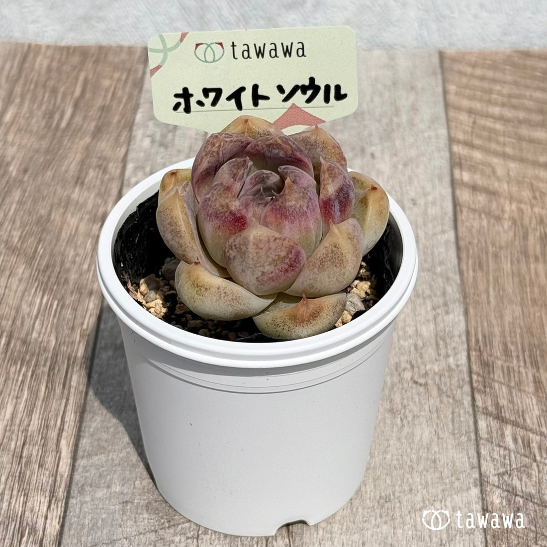 55. ＊新発売＊　ホワイトソウル　【tawawaハウス苗】
