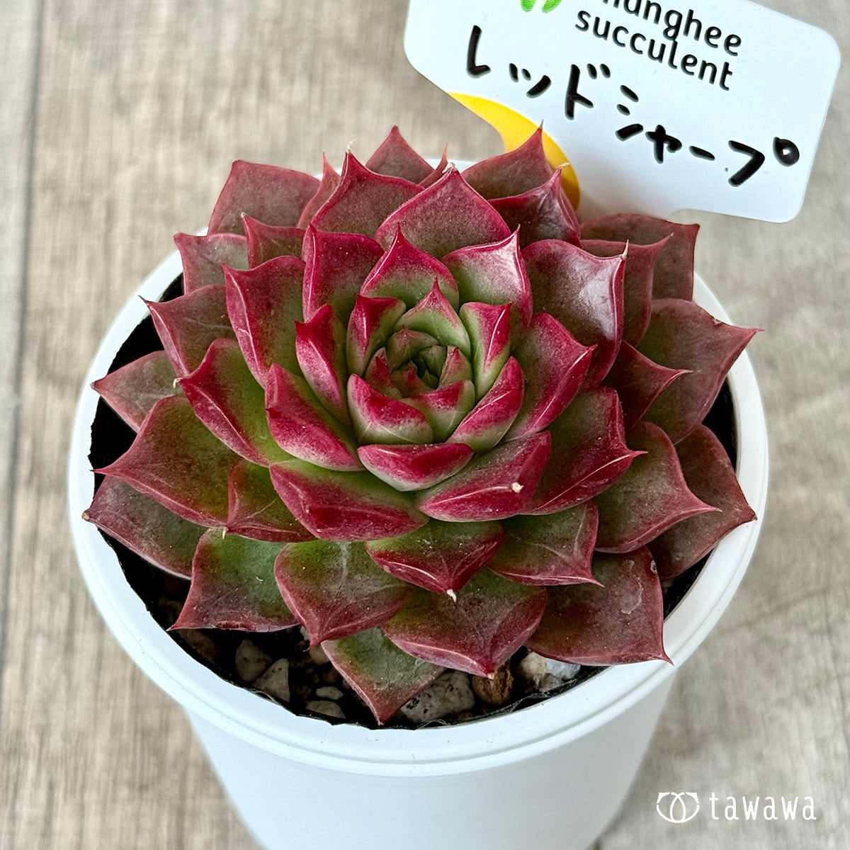 Red Sharp (Chang-hee Farm) [Tawawa House Seedling]