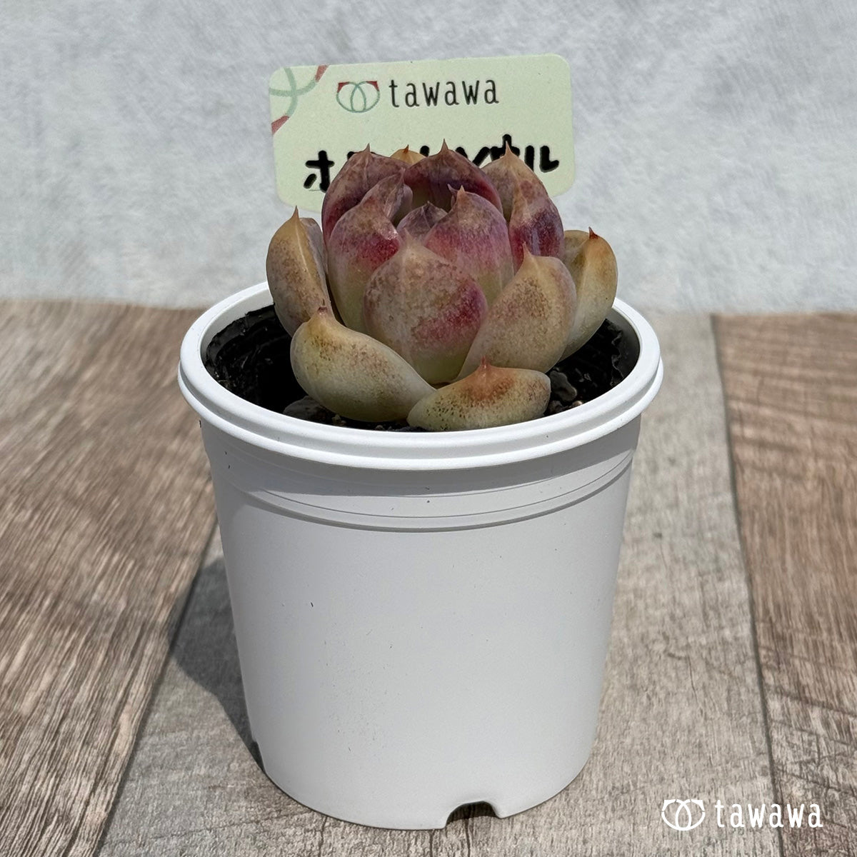 화이트 서울