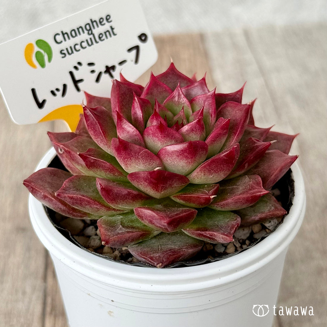 ＊新発売＊　レッドシャープ（チャンヒー農園）【tawawaハウス苗】