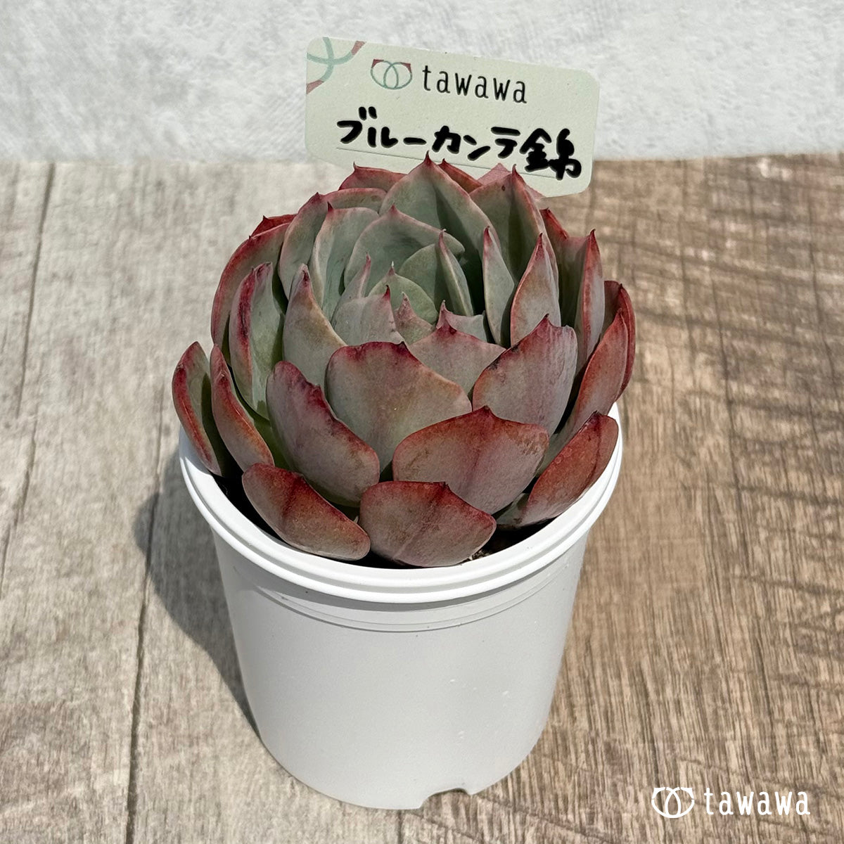 56. ＊新発売＊　ブルーカンテ錦　【tawawaハウス苗】