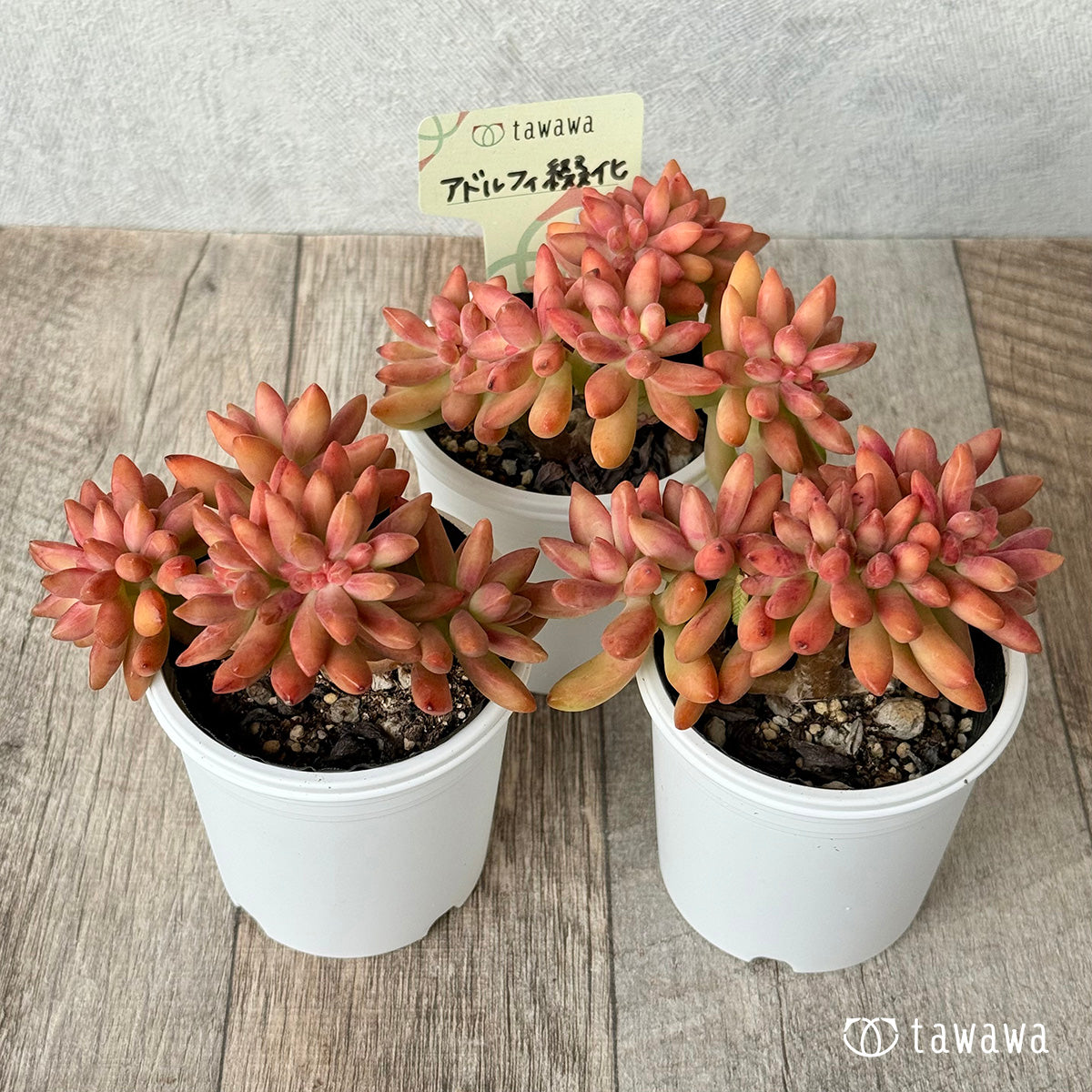 ＊新発売＊　アドルフィ綴化　【tawawaハウス苗】