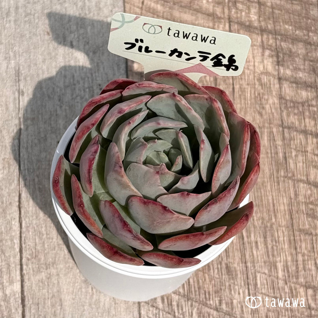 56. ＊新発売＊　ブルーカンテ錦　【tawawaハウス苗】