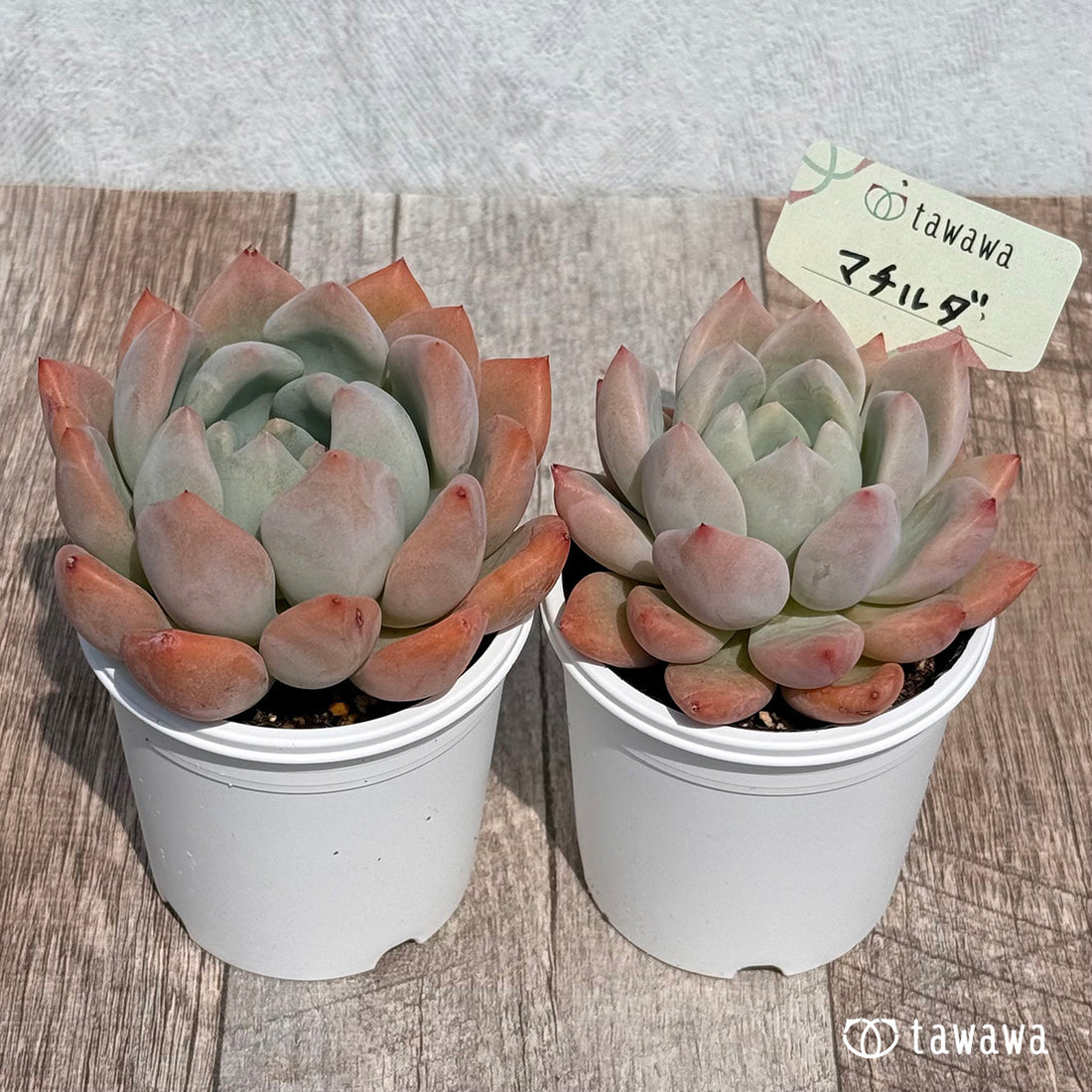 57. ＊新発売＊　マチルダ　【tawawaハウス苗】