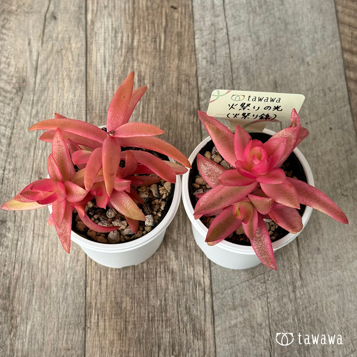 火祭りの光（火祭り錦）【tawawaハウス苗】 – 多肉植物の通販・販売