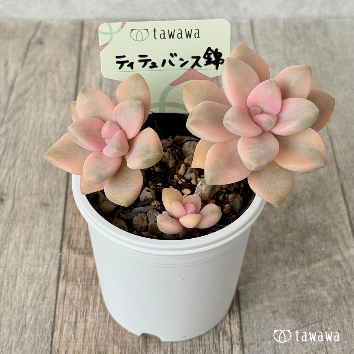 ティテュバンス錦【tawawaハウス苗】