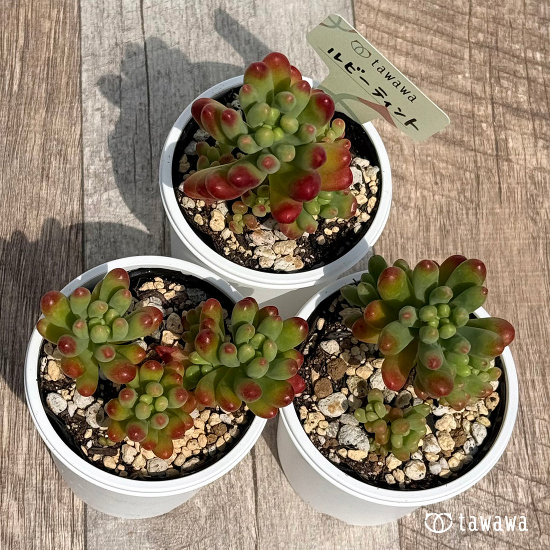 58. ＊新発売＊　ルビーティント　【tawawaハウス苗】