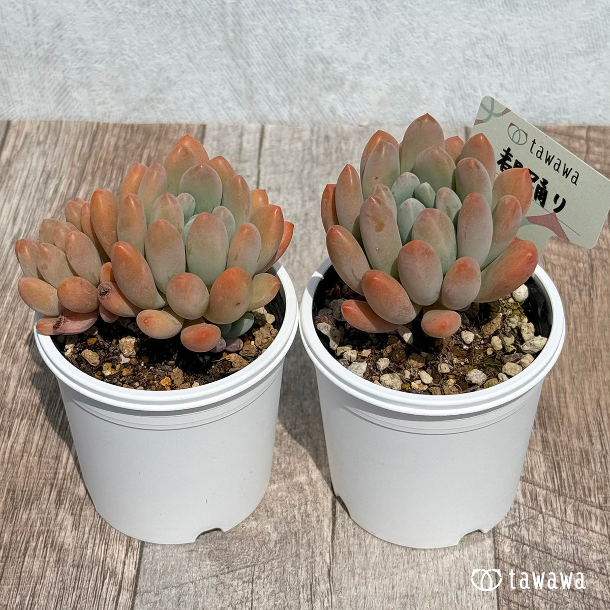 미즈오도리