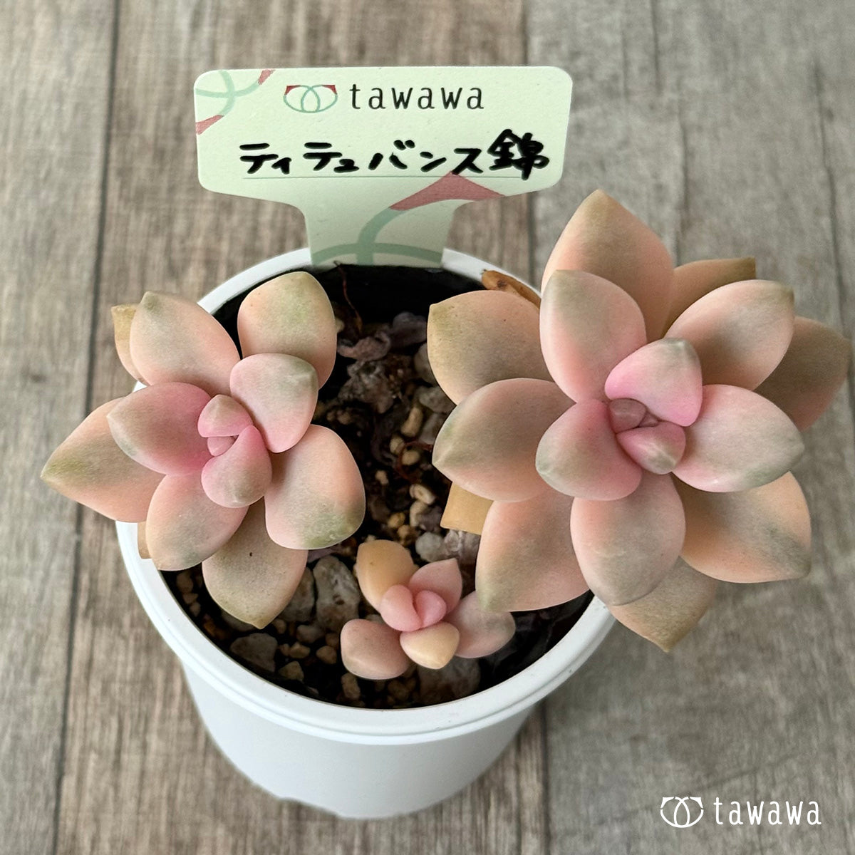 ティテュバンス錦【tawawaハウス苗】