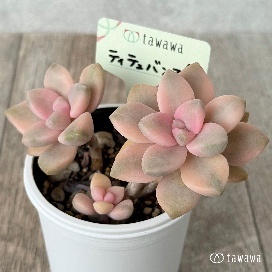 ＊新発売＊　ティテュバンス錦【tawawaハウス苗】