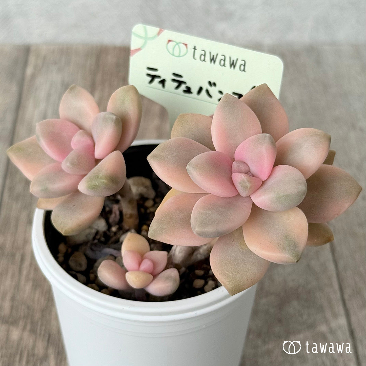 ティテュバンス錦【tawawaハウス苗】