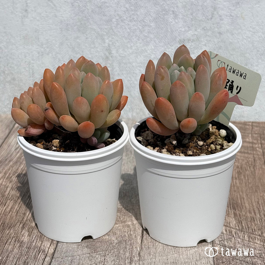 59. ＊新発売＊　都踊り　【tawawaハウス苗】
