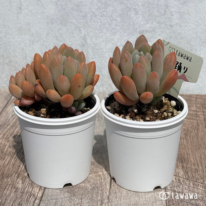 미즈오도리
